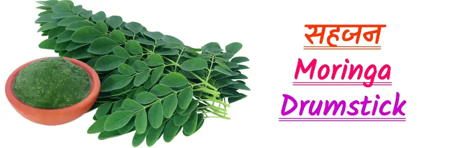Moringa-powder-health-benefits-in-hindi-सहजन-के-फायदे-इन-हिंदी